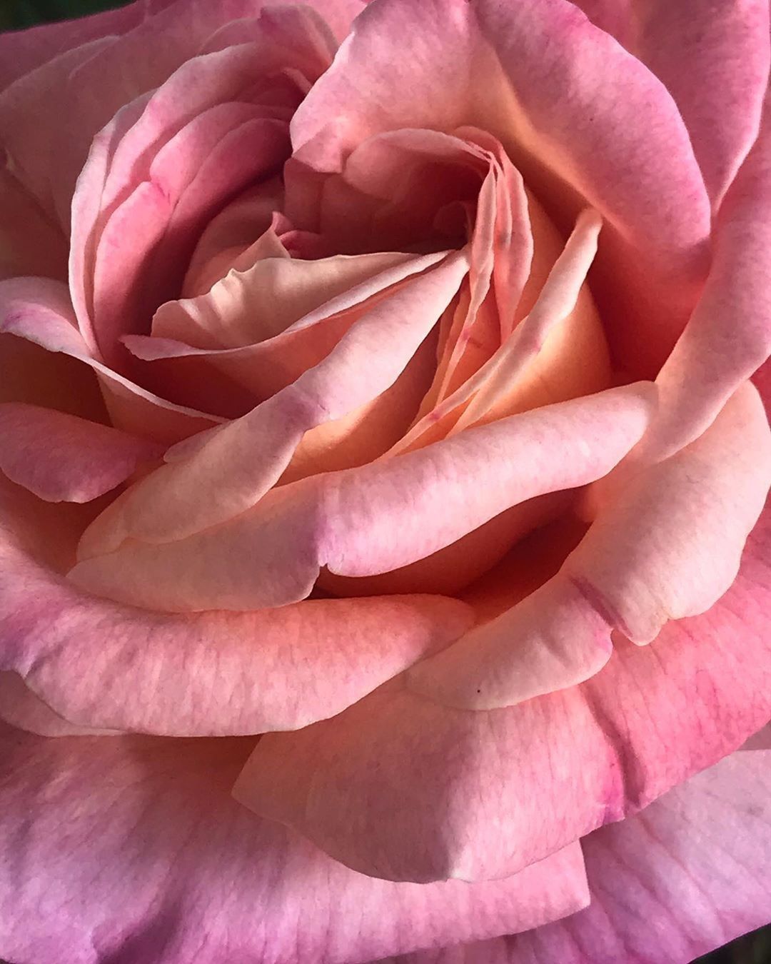 A damask rose bloom